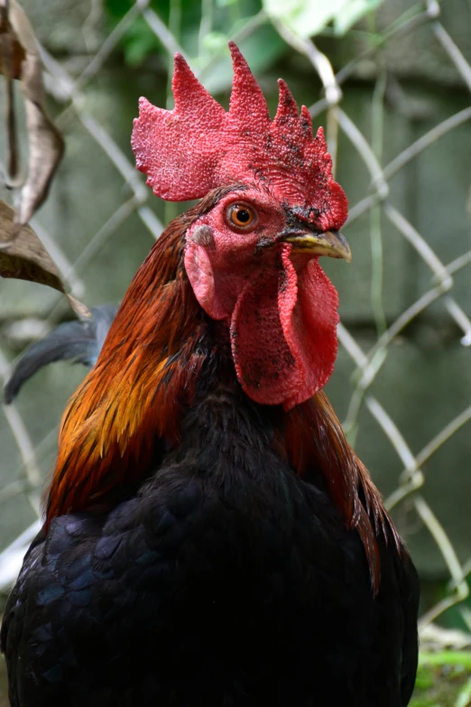 a rooster standing in front of a chain link fence, a portrait, flickr, mid-shot of a hunky, rounded beak, heavily ornamental, trending photo