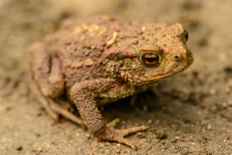 a toad that is sitting on the ground, an album cover, unsplash, rust and dust and fire and dirt, red faced, gold speckles, brown mud