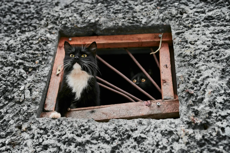 a black and white cat looking out of a window, an album cover, by Julia Pishtar, pexels contest winner, auto-destructive art, in the middle of a small colony, two headed cat, full of tar, surprised