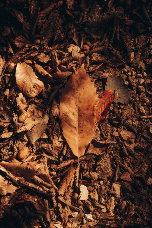 a leaf that is laying on the ground, an album cover, unsplash contest winner, nitrogen-rich soil, bark for skin, ilustration, brown