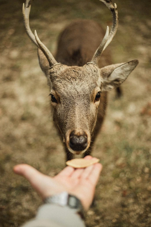 a close up of a person feeding a deer, by Jesper Knudsen, pexels contest winner, paul barson, staring at you, snacks, gold