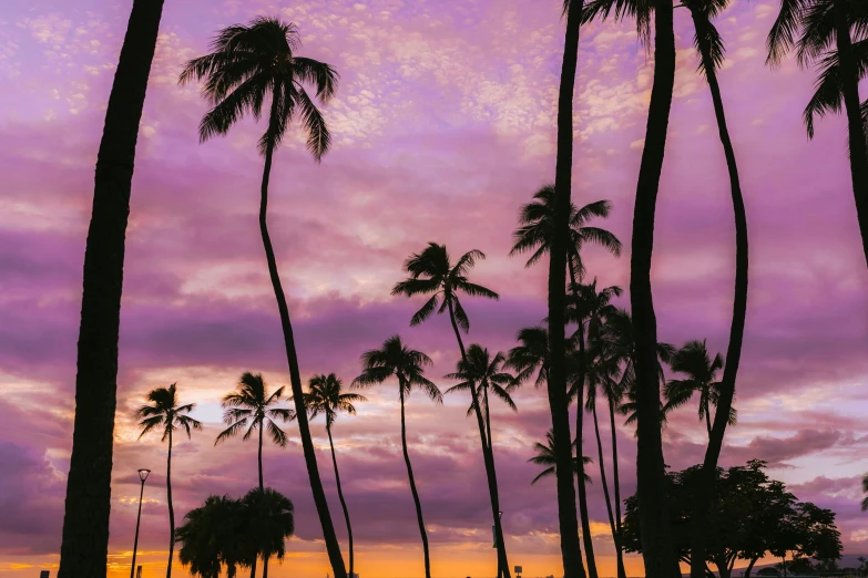 a group of palm trees sitting on top of a lush green field, by Carey Morris, pexels contest winner, purple and pink, at the beach on a sunset, hawaii, draped in purple