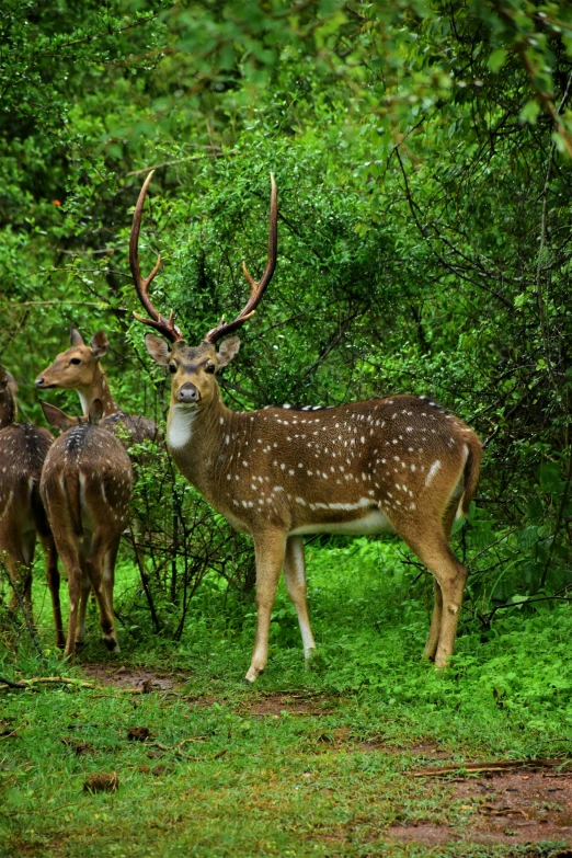 a herd of deer standing on top of a lush green forest, samikshavad, bangalore, three animals, highly ornate, dappled