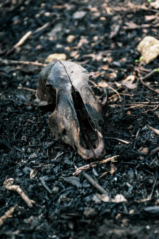 a close up of a dead animal skull on the ground, an album cover, by Elsa Bleda, unsplash, burned forest, tar pits, high quality photo, 1990