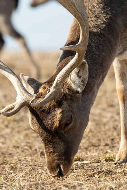 a couple of deer standing on top of a dry grass field, by Jesper Knudsen, close-up fight, up-close, drinking, zoomed in