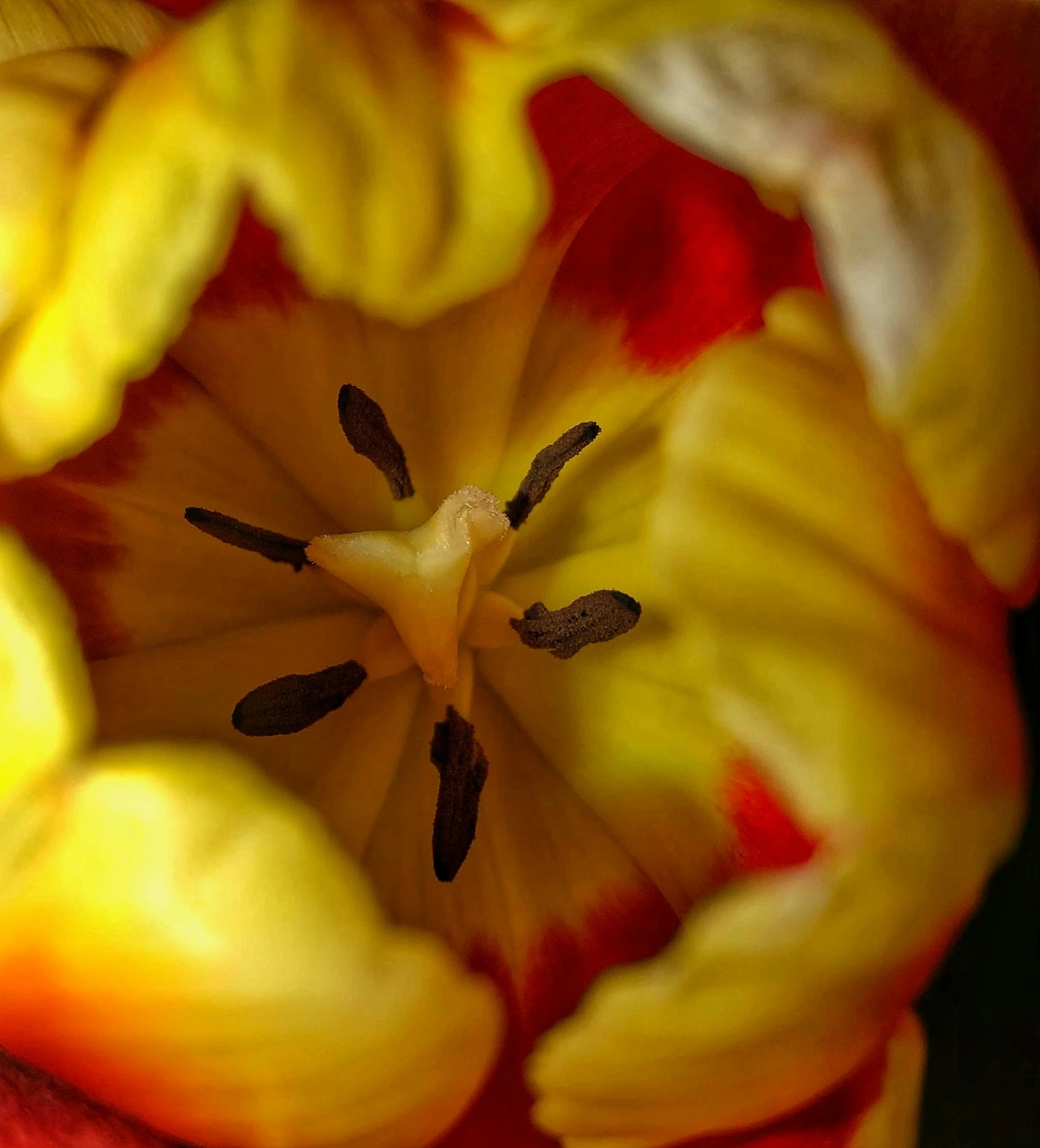 a close up of a yellow and red tulip, a macro photograph, by Sven Erixson, hurufiyya, bird\'s eye view, 4k-, surrounded flower, glowing inside