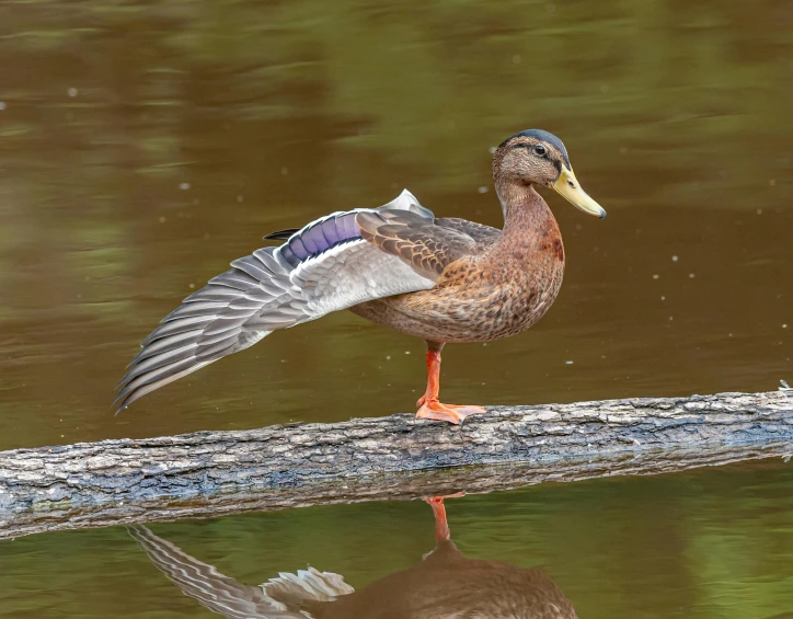 a duck standing on a log in the water