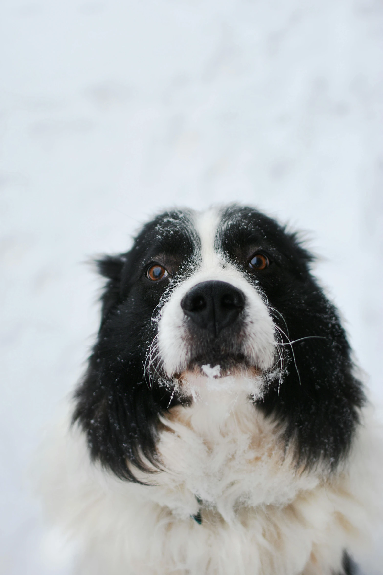 a black and white dog sitting in the snow, up-close, square nose, february)