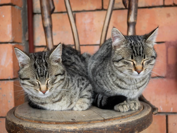 a couple of cats sitting on top of a wooden chair, by Gwen Barnard, pexels contest winner, adult pair of twins, round faced, grey, sleepers