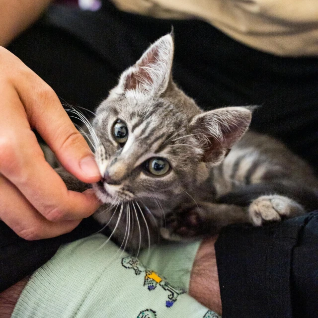 a close up of a person holding a kitten, tiny mouth, scratchy, holding court, button nose
