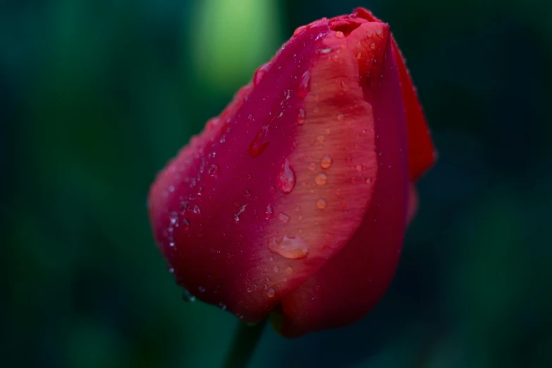 a single red rose with water droplets on it, by Jan Rustem, pexels contest winner, tulip, 15081959 21121991 01012000 4k