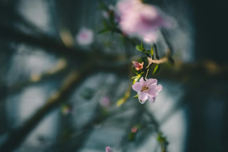 a close up of a flower on a tree branch, a picture, unsplash, artwork, sakura season, atmospheric photo, shot on hasselblad
