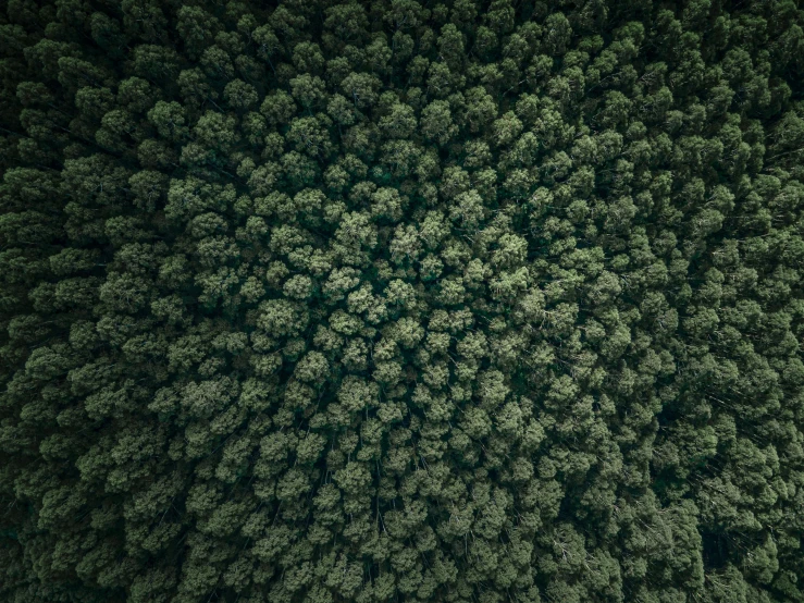 a bird's eye view of a forest, by Adam Marczyński, unsplash contest winner, conceptual art, sitting in a field of cannabis, dark green background, ((trees)), perspective from below