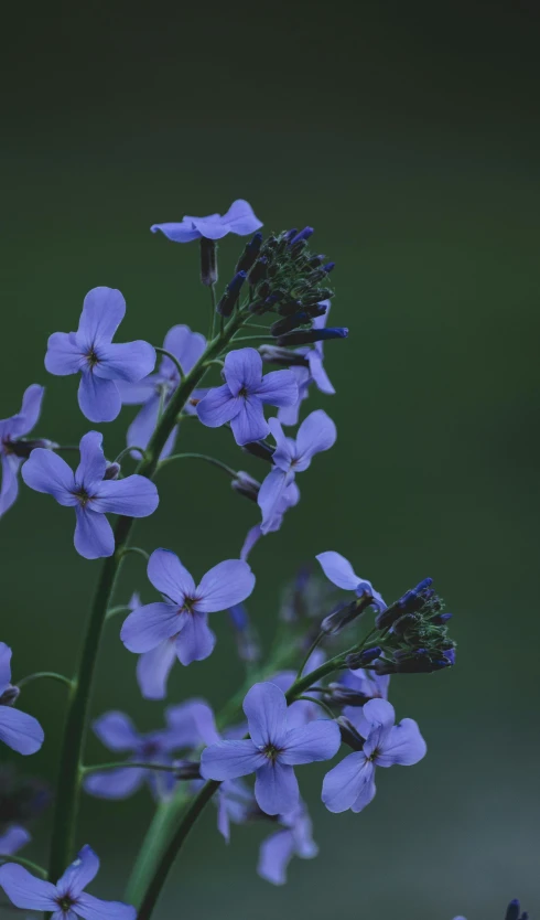 a close up of a bunch of purple flowers, by David Simpson, unsplash, blue fireflies, verbena, shot on sony a 7, grey