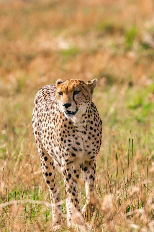 a cheetah walking across a grass covered field, in a grassy field