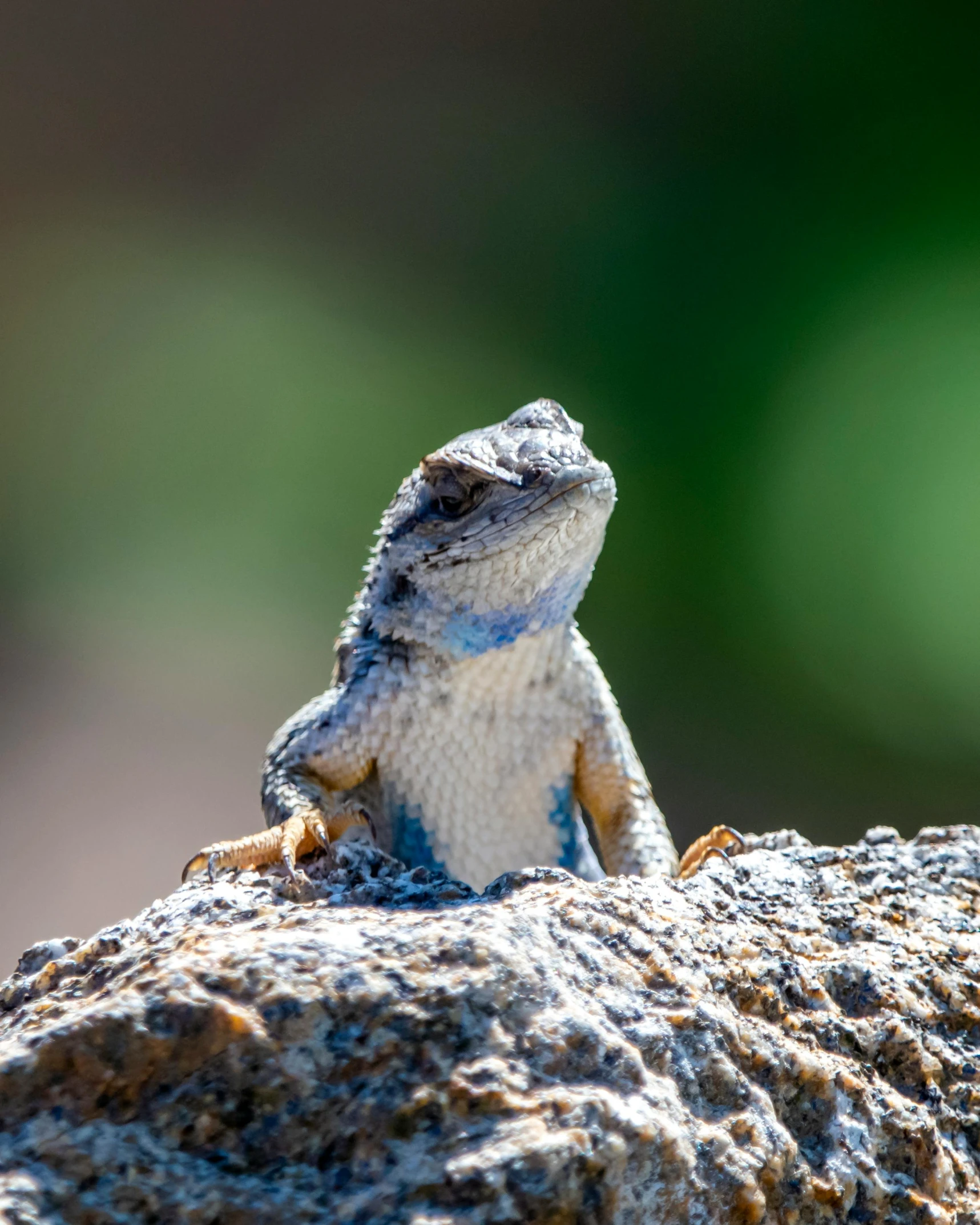 a lizard sitting on top of a rock, blue and grey, on a hot australian day, ridiculously handsome, 2019 trending photo