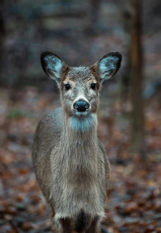 a deer standing in the middle of a forest, looking at the camera, paul barson, william penn state forest, cute photo