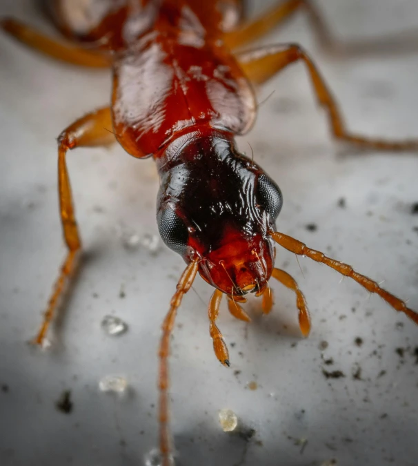 a close up of a bug on a surface, by Matthias Weischer, pexels contest winner, hurufiyya, smooth red skin, monstrous ant, a handsome, chitin