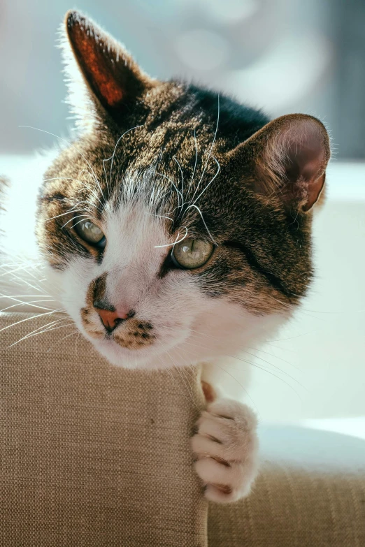 a couple of cats sitting on top of a couch, by Jan Tengnagel, unsplash, closeup of face, young adult male, with a white nose, scratching post
