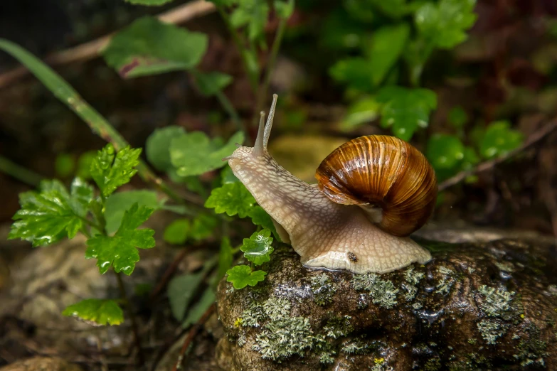 a snail that is sitting on a rock, by Schelte a Bolswert, pexels contest winner, renaissance, amongst foliage, slide show, female gigachad, high resolution photo