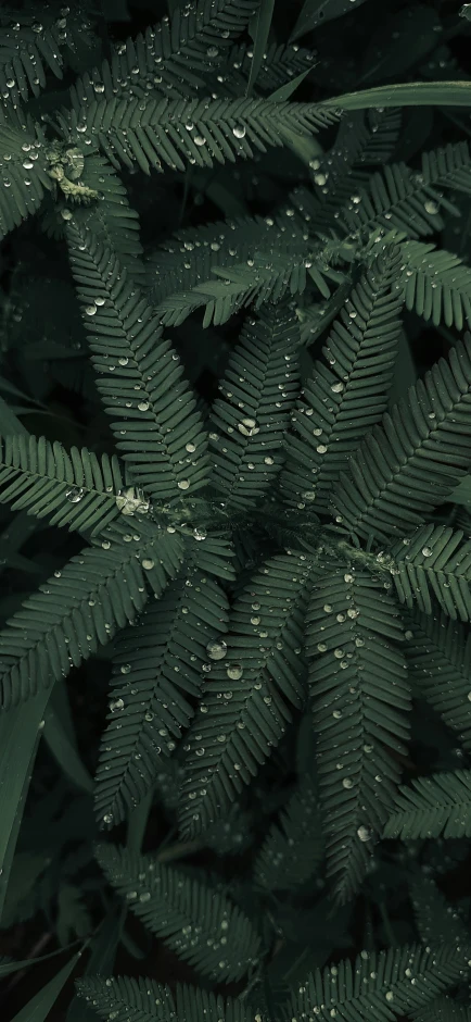 a fire hydrant sitting in the middle of a lush green forest, a macro photograph, inspired by Elsa Bleda, unsplash contest winner, fractal leaves, hq 4k phone wallpaper, fern, dark green color scheme