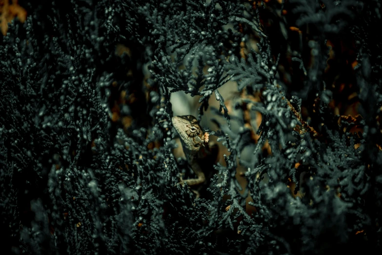 a skull is seen through the branches of a tree, a portrait, inspired by Elsa Bleda, unsplash, digital art, lizards, sea weed, hd wallpaper, shot on sony a 7