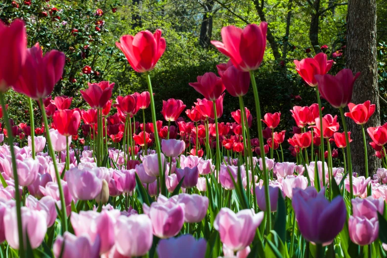 a field of pink and white tulips with trees in the background, crimson themed, well-lit, formal gardens, on a sunny day