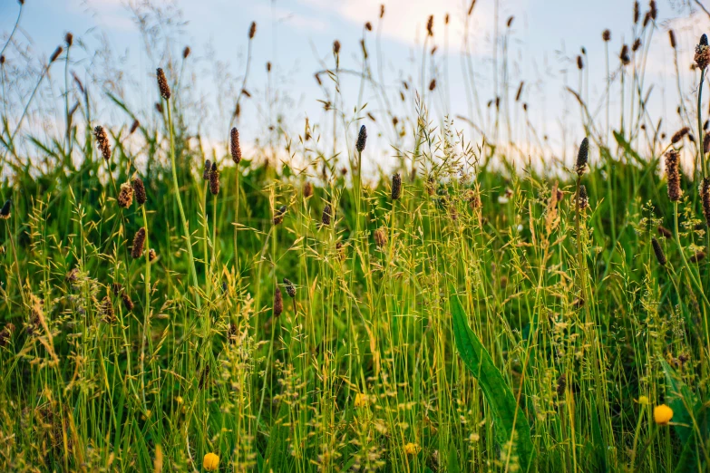 a field full of tall grass with a blue sky in the background, by Daniel Lieske, unsplash, fan favorite, wild flowers, early evening, parks and gardens