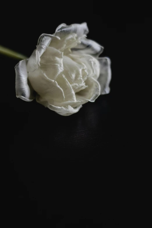 a single white flower on a black background, unsplash, romanticism, made of silk paper, rose twining, ignant, carnation