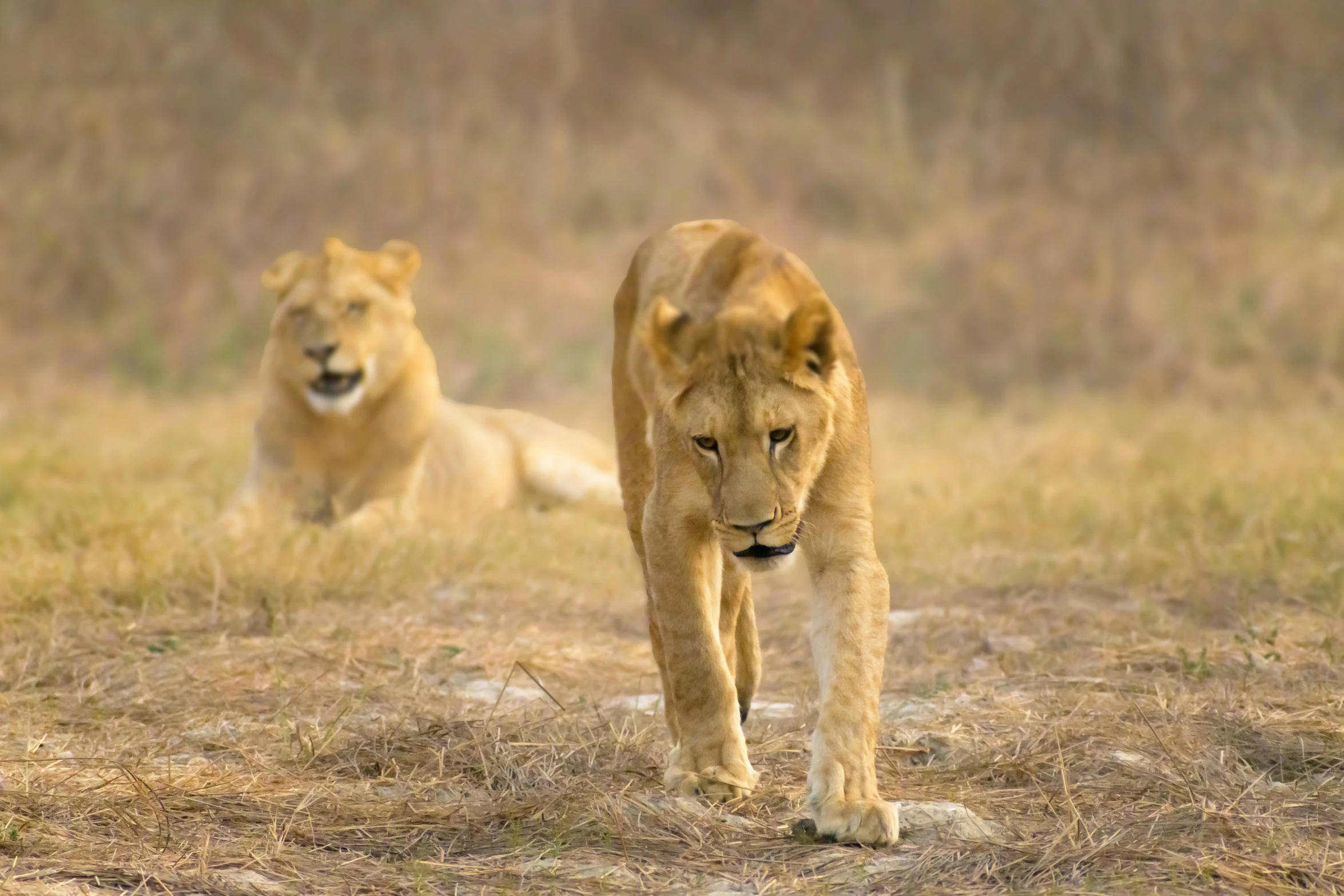 a couple of lions walking across a grass covered field, facing the camera, jenna barton, in africa, fan favorite