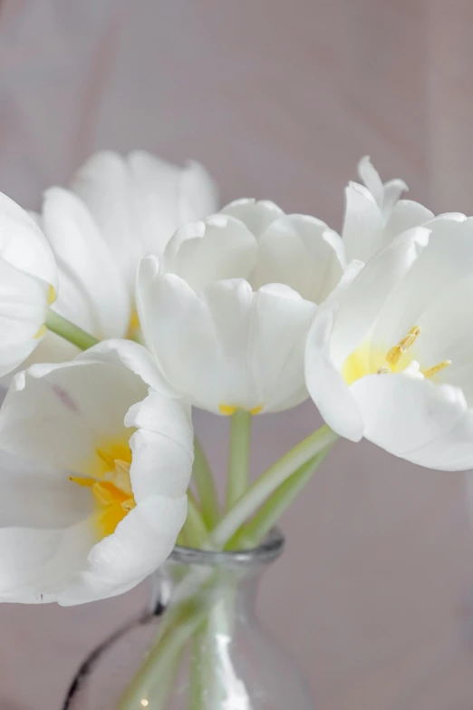 a vase filled with white flowers on top of a table, tulip, up-close, soft colours, no cropping