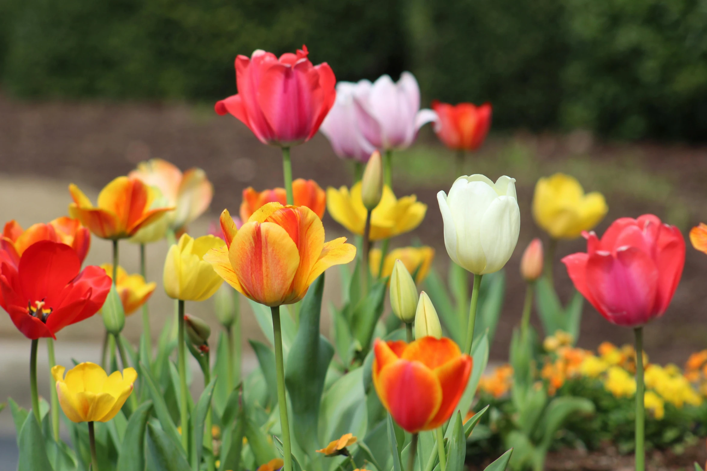 a garden filled with lots of different colored tulips, by Tom Bonson, pexels, fan favorite, delicate details, glazed, blushing