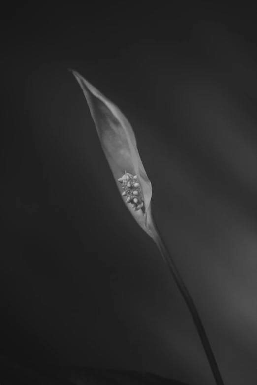 a black and white photo of a flower, inspired by Robert Mapplethorpe, hurufiyya, flower buds, glass negative, 1/1250s at f/2.8, portrait of tall