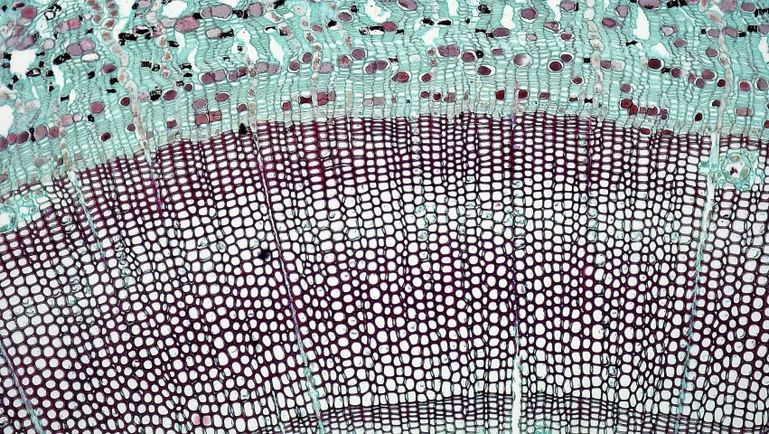 a close up of a shirt on a mannequin mannequin mannequin mannequin mannequin mannequin manne, a microscopic photo, by Tom Phillips, kinetic pointillism, botanical fractal structures, mauve and cyan, cross section, highly_detailded
