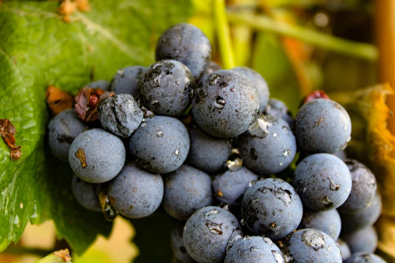 a close up of a bunch of grapes on a vine, profile image, thumbnail, pur champagne damery, close up image