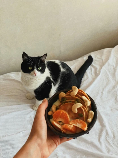a black and white cat sitting on top of a bed next to a bowl of fruit, animal - shaped bread, taken on iphone 14 pro, holding a tangerine, a wooden