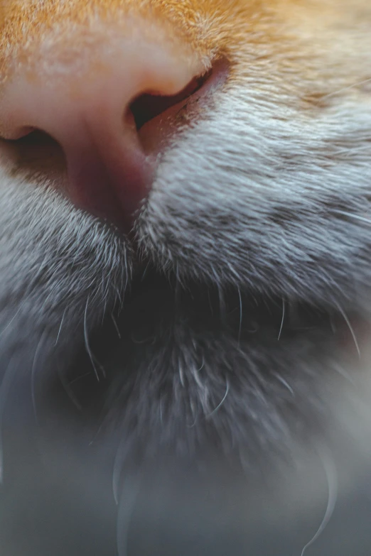 a close up of the nose of a cat, a macro photograph, trending on pexels, bushy white beard, face of an human, neck zoomed in from lips down, a high angle shot