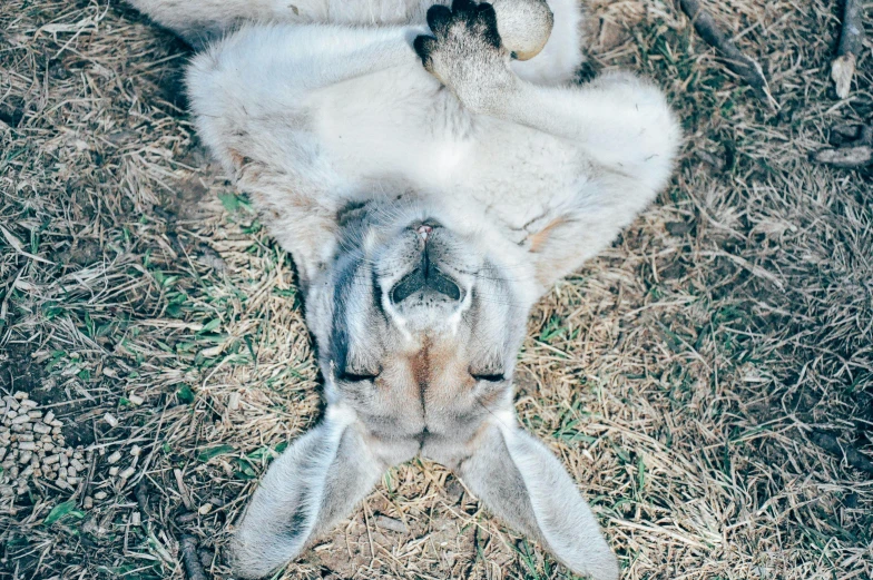 a dog laying on its back in the grass, pexels contest winner, kangaroo, high angle close up shot, kaleidoscopic, 🦩🪐🐞👩🏻🦳