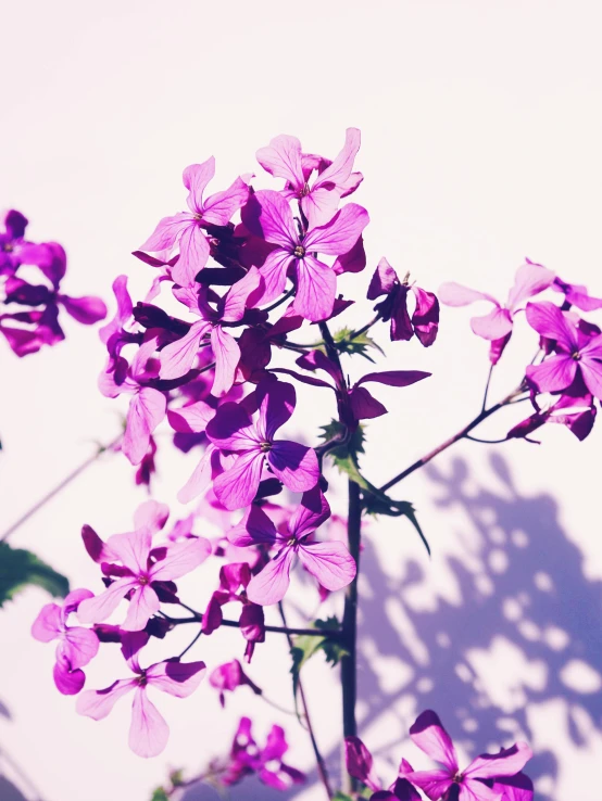 a close up of purple flowers against a white wall, by Rachel Reckitt, unsplash, overexposed sunlight, instagram picture, ilustration, vibrant pink