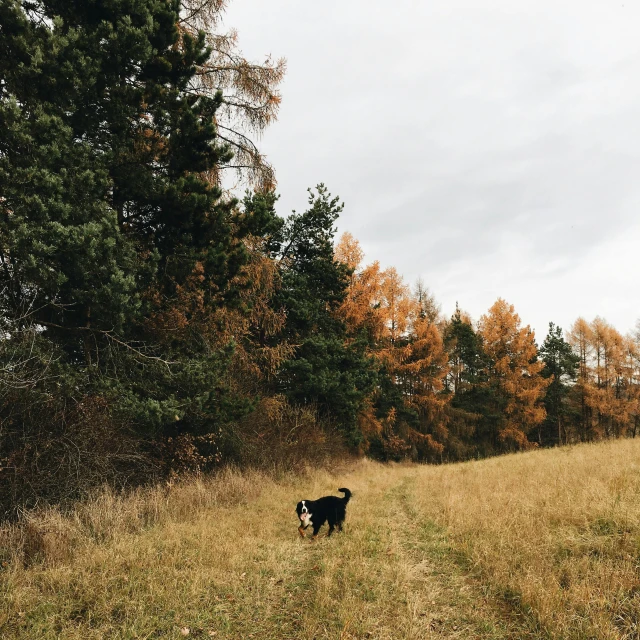 a black dog standing on top of a grass covered field, by Emma Andijewska, unsplash, withering autumnal forest, sparse pine forest, the cat is walking, taken on iphone 14 pro
