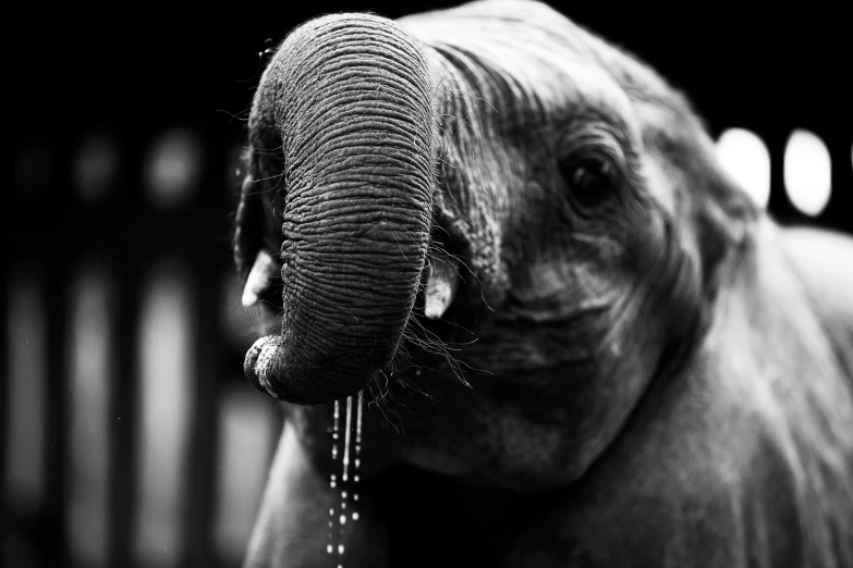 a black and white photo of an elephant, a black and white photo, unsplash, sumatraism, dripping saliva, just a cute little thing, ffffound, lop eared