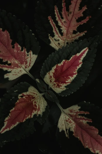 a close up of a plant with red and white leaves, an album cover, inspired by Master of the Embroidered Foliage, trending on unsplash, renaissance, 4 k photo autochrome, 19th-century, made of leaves, dark hues