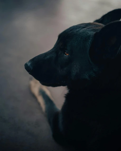 a black dog laying down on the floor, pexels contest winner, realism, profile image, moody hazy lighting, over the shoulder, slightly pixelated