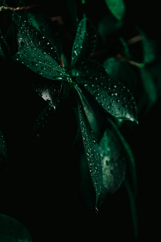 a close up of a plant with water droplets on it, inspired by Elsa Bleda, unsplash contest winner, very dark with green lights, today\'s featured photograph 4k, from 8 k matte, dark emerald mist colors