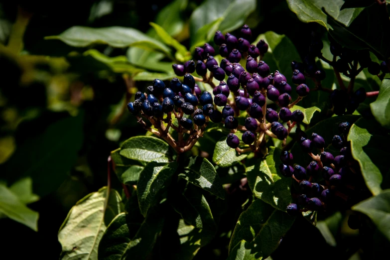 a close up of a bunch of berries on a tree, a portrait, by Niels Lergaard, unsplash, hurufiyya, blue and purple plants, shot on hasselblad, purple and black, multicolored