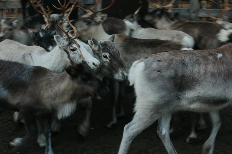 a herd of reindeer standing next to each other, pexels contest winner, happening, ignant, thumbnail, cinematic full shot, museum quality photo