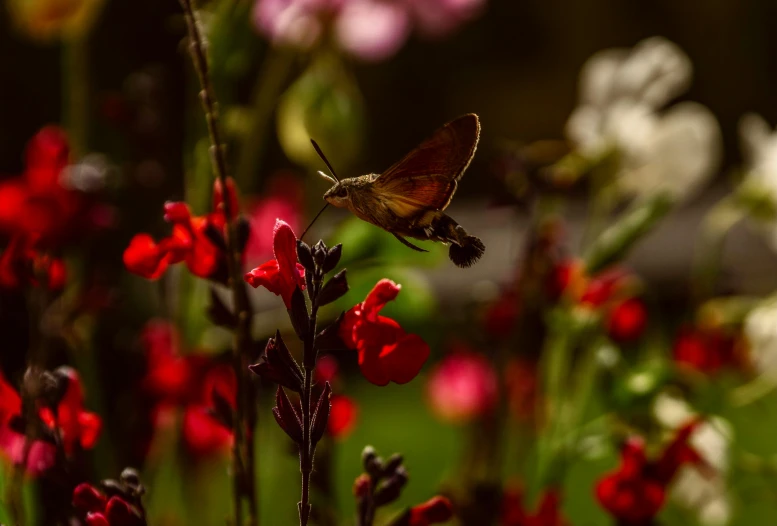 a close up of a flower with a butterfly on it, by Peter Churcher, pexels contest winner, romanticism, red and cinematic lighting, salvia, red and brown color scheme, medium format. soft light