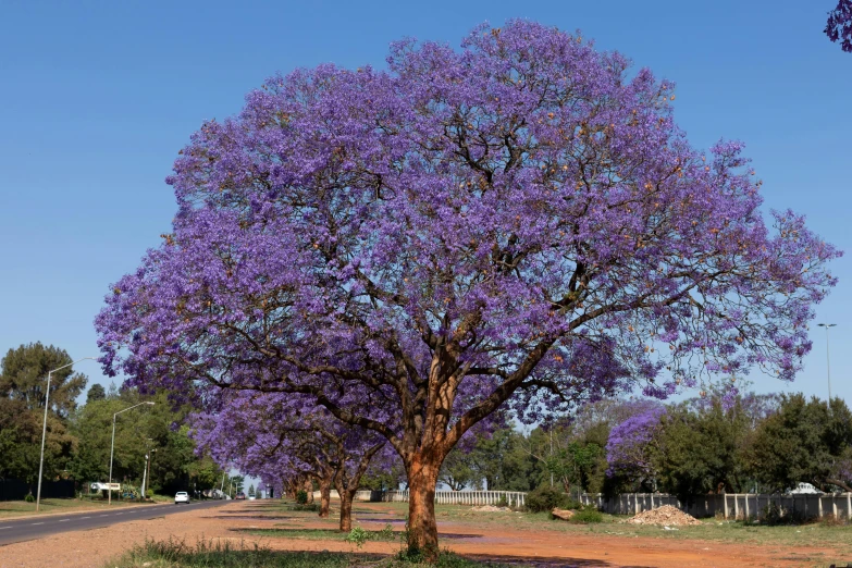 a purple tree in the middle of a dirt road, a portrait, hurufiyya, mongezi ncaphayi, blue flowers bloomed all over, preserved historical, round-cropped