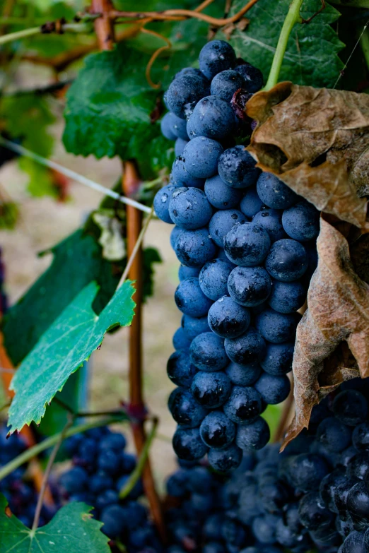 a bunch of grapes hanging from a vine, profile image, blue and purple plants, 2 5 6 x 2 5 6 pixels, red wine