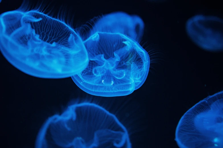 a group of jellyfish floating on top of a black surface, a hologram, unsplash, vibrant but dreary blue, thumbnail, portrait photo, glowing bones